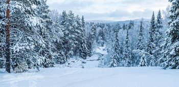 sibirskiy_zimniy_les